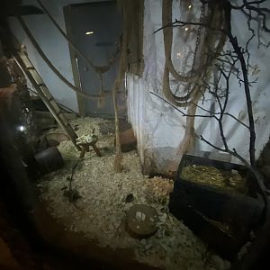 House mice enclosure