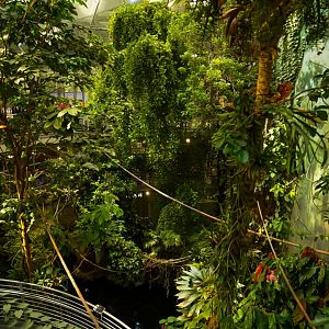 Osher Rainforest (3rd level viewing)