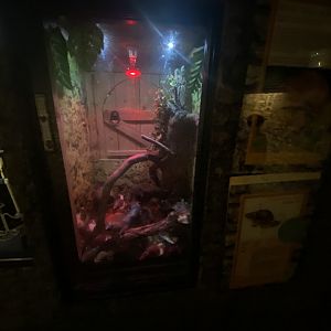 African giant land snail exhibit