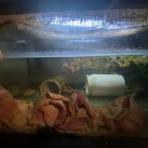 Medicinal leech exhibit