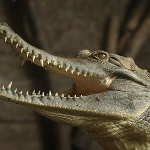 Slender-snouted crocodile : Crocodiles of the World : 31 Aug 2025