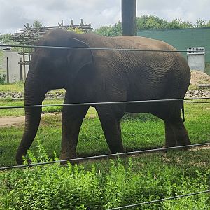 Buttonwood Park Zoo - Emily the elephant