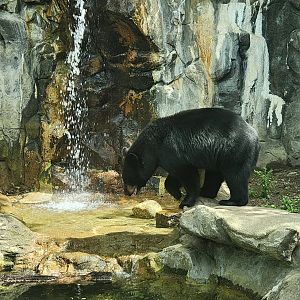 Buttonwood Park Zoo - American Black Bear