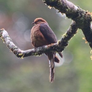 Little Cuckoo-dove - Tapan Road