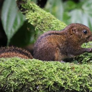 Niobe Ground Squirrel - Tapan Road