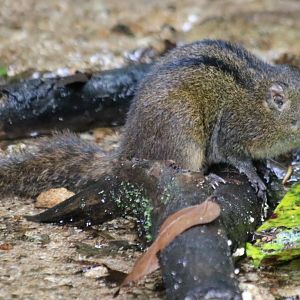 Niobe Ground Squirrel - Tapan Road