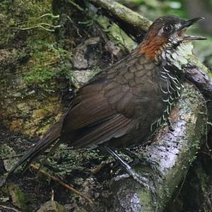 Marbled Wren-babbler Calling - Tapan Road