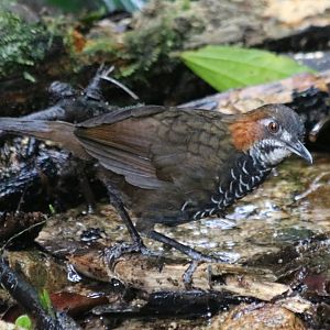 Marbled Wren-babbler - Tapan Road
