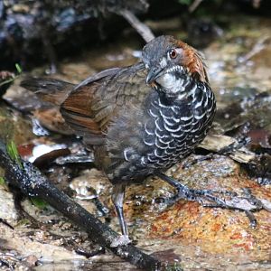 Marbled Wren-babbler - Tapan Road