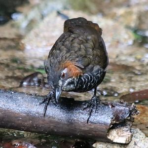 Marbled Wren-babbler - Tapan Road