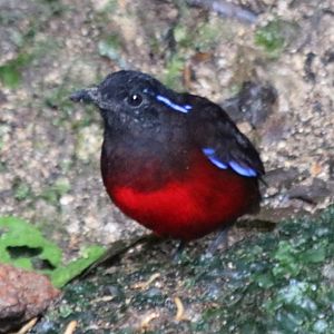 Graceful Pitta - Tapan Road