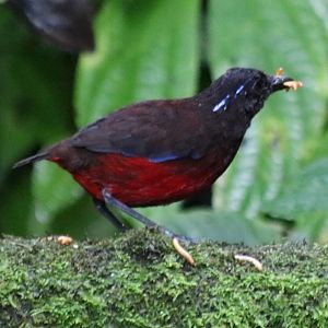 Graceful Pitta - Tapan Road