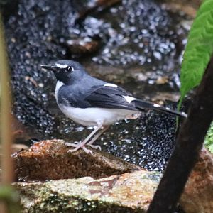 Sunda Forktail - Tapan Road