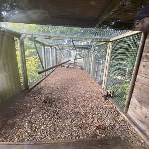 Top part of yellow breasted capuchin enclosure