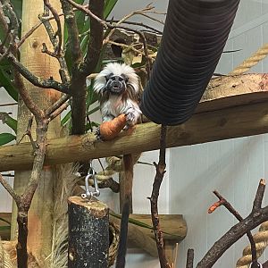 Cotton topped tamarin