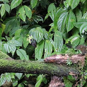 Sunda Forktail and Niobe Ground Squirrel - Tapan Road