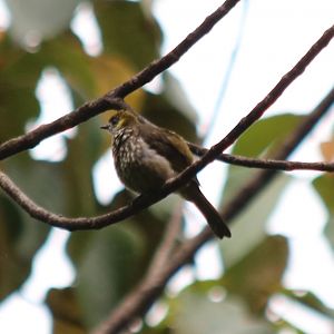 Spot-necked Bulbul - Tapan Road
