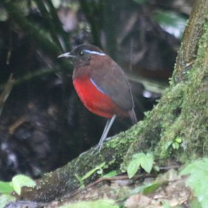Graceful Pitta - Tapan Road