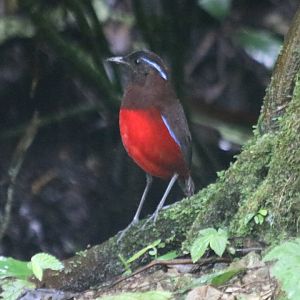 Graceful Pitta - Tapan Road