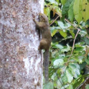 Squirrel Species - S. robinsoni maybe? - Tapan Road