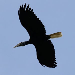 Wreathed Hornbill - Tapan Road