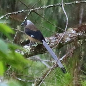 Sumatran Treepie - Tapan Road
