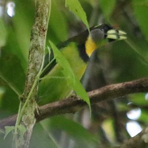 Fire-tufted Barbet - Tapan Road