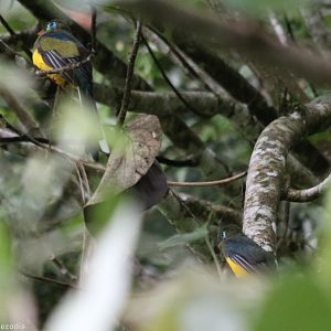 Sumatran Trogon Pair - Tapan Road