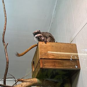 Emperor tamarin