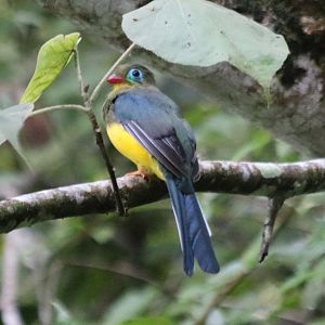 Sumatran Trogon - Tapan Road