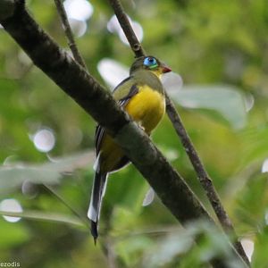 Sumatran Trogon - Tapan Road