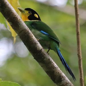 Long-tailed Broadbill- Tapan Road