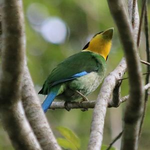 Long-tailed Broadbill Illustrating Broad Bill- Tapan Road