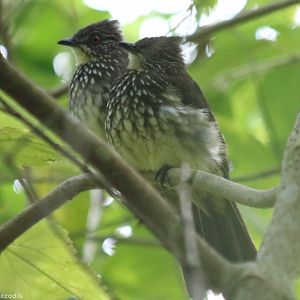 Cream-striped Bulbuls - Tapan Road