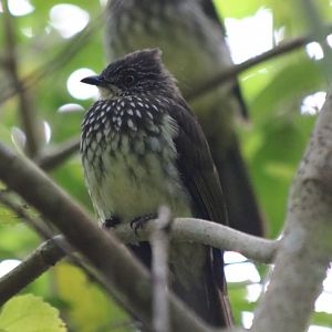 Cream-striped Bulbul - Tapan Road