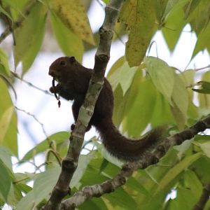 Unidentified Squirrel - maybe also S. Robinsoni? - Tapan Road