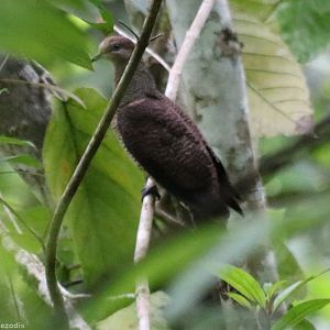 Barred Cuckoo-dove - Tapan Road