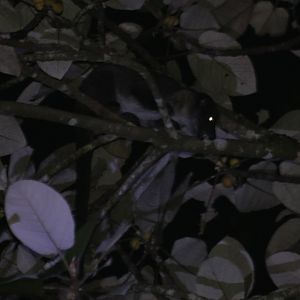 Small-toothed Palm Civet - Tapan Road