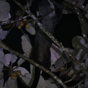 Small-toothed Palm Civet - Tapan Road