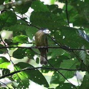 Ochraceous Bulbul - Tapan Road