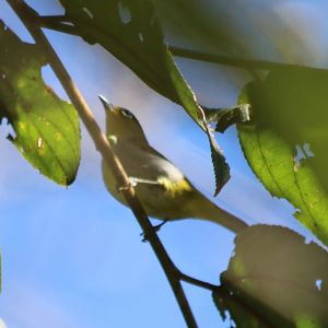 Sangkar White-eye - Tapan Road