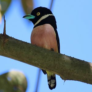 Black-and-yellow Broadbill - Tapan Road