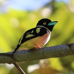 Black-and-yellow Broadbill - Tapan Road