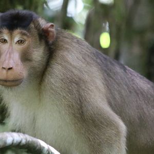 Southern Pig-tailed Macaque - Tapan Road