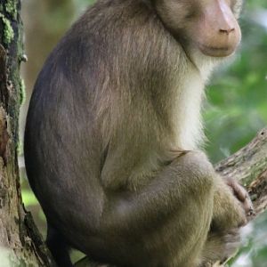 Southern Pig-tailed Macaque - Tapan Road