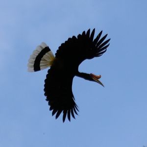 Rhinoceros Hornbill - Tapan Road