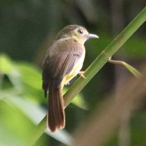 Hairy-backed Bulbul - Tapan Road