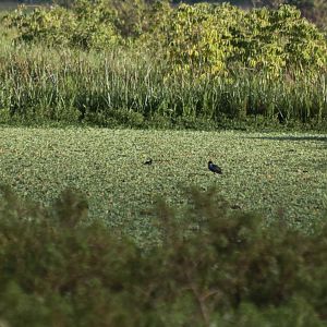 Black-backed (Purple) Swamphens - Sungai Penuh