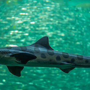 Leopard Shark & Northern Anchovies