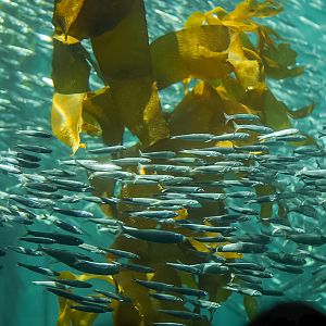 Northern Anchovies in the Kelp Forest